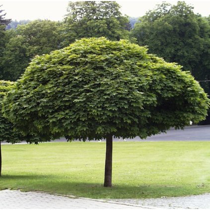 JAVOR MLIEČNY GLOBOSUM NA KMIENKU 120 cm