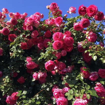 POPÍNAVÁ RUŽA PINK EDEN (Kvetináč 5 litrov)