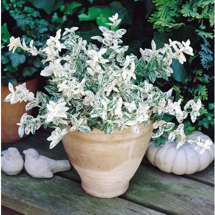 BRŠLEN FORTUNEOV HARLEKÝN 20 cm