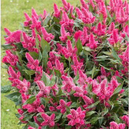 PLAMENNÍK MERIDA PINK