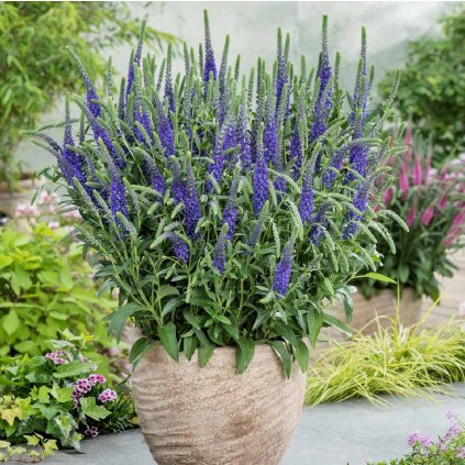 VERONICA ANNIVERSARY BLUE (Kvetináč 2 litre)