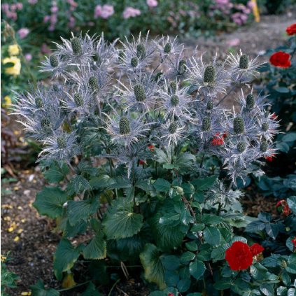 BODLIAK ERYNGIUM BLUE STAR (Kvetináč 1 liter)