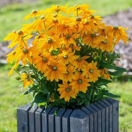 RUDBEKIA-SUNBECKIA-OPHELIA_1