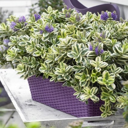 HEBE ANDERSONII (Kvetináč 1 liter, Výška 20 cm)