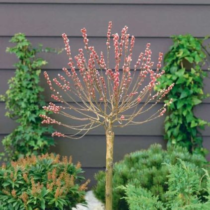 VŔBA MOUNT ASO NA KMIENKU 30 cm