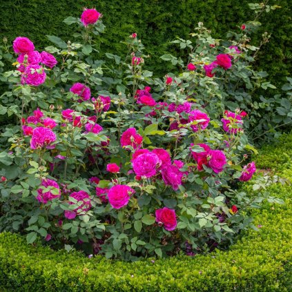 RUŽA GABRIEL OAK (Kvetináč 5 litrov)