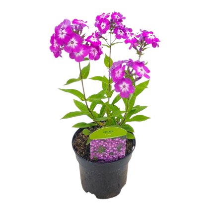 FLOX METLINATÝ FLAME PRO PURPLE (Kvetináč 1 liter, Výška 20 cm)
