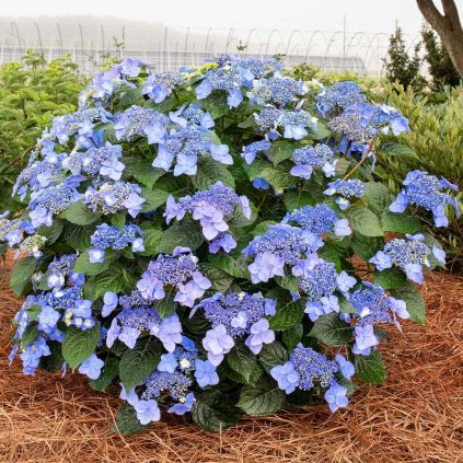 HORTENZIA KALINOLISTÁ BLAUMEISE (Kvetináč 3 litre)
