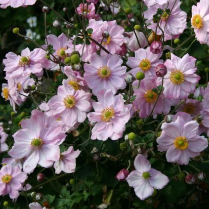 VETERNICA JAPONSKÁ KÖNIGIN CHARLOTTE (Kvetináč 2 litre)