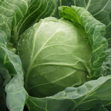 KAPUSTA CILEMA F1 6 ks