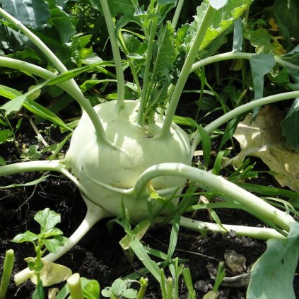 KALERÁB QUICKSTAR F1 6 ks