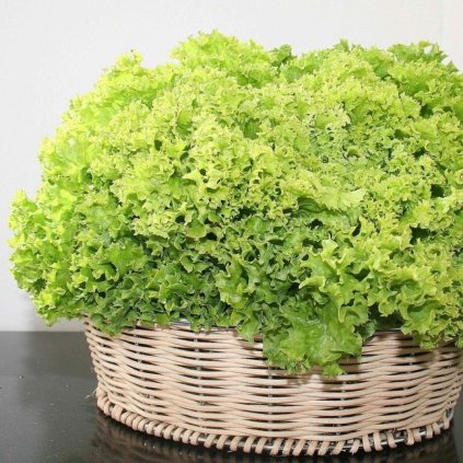 ŠALÁT IMPULSION 9 ks