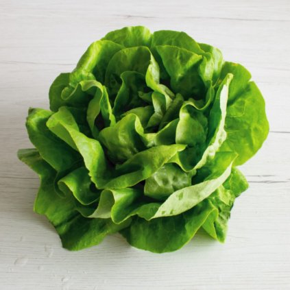 HLÁVKOVÝ ŠALÁT RANGER 9 ks