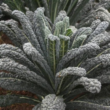 KUČERAVÝ KEL RAVEN F1 6 ks