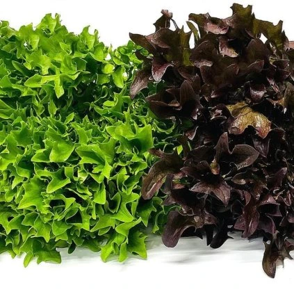 MIX KUČERAVÝ ŠALÁT HAFLEX A EXOGRAPHIE 9 ks