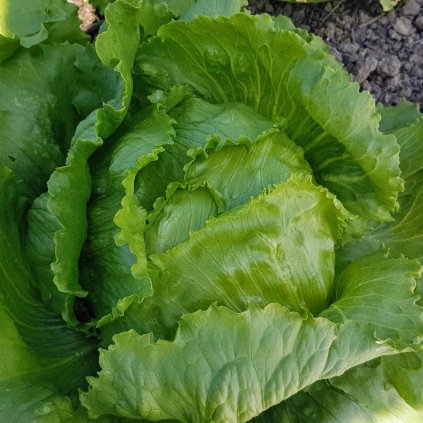 ĽADOVÝ ŠALÁT ADELA 9 ks