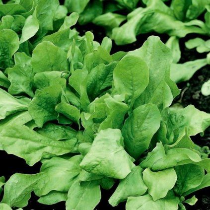 ČAKANKA ZUCCHERINA DI TRIESTE 9 ks