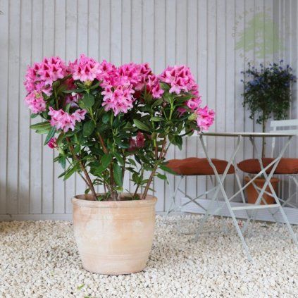 rododendron cosmopolitan rose cover