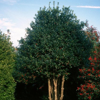 ILEX OBECNÝ NELLIE R.STEVENS VIACKMEŇ