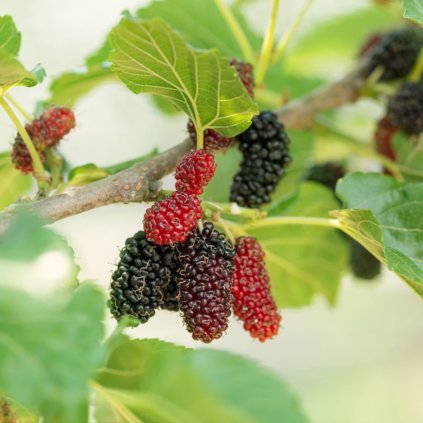 morus alba pendula plody