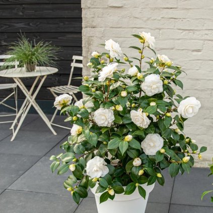 KAMELIA-JAPONSKA-NUCCIOS-GEM_1