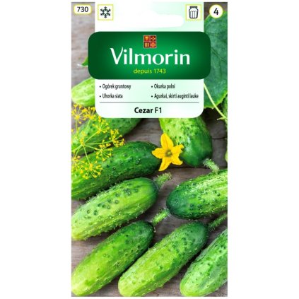 uhorka cezar f1 vilmorin 730