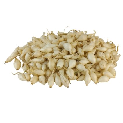 CIBUĽA SADZAČKA BIELA SNOWBALL (Balenie 500 g)