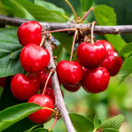 ceresna summit podpnik colt cover