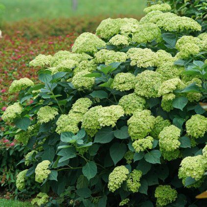 hortenzia stromcekovita sublime annabelle cover