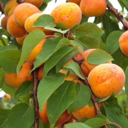 marhula harlayne podpnik Rakoniewicka cover