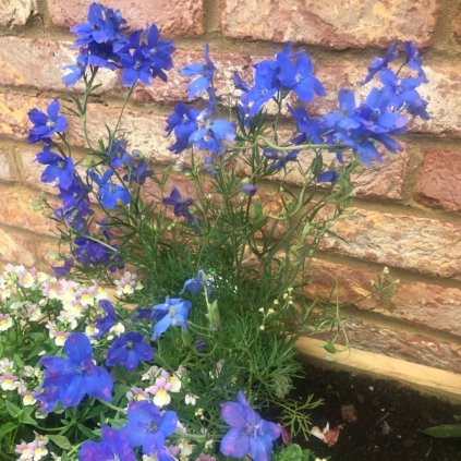 GRANDIFLORUM DELFIX 1