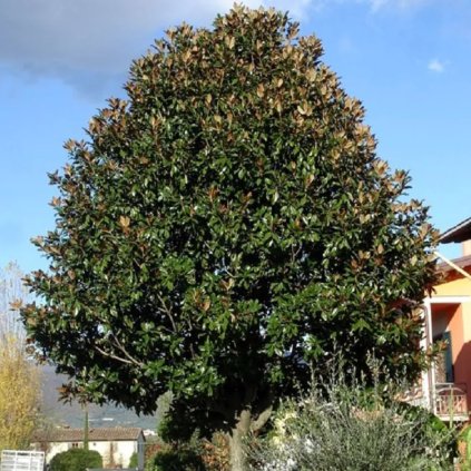 MAGNÓLIA VEĽKOKVETÁ GOLIATH (Obvod kmeňa 12 - 14 cm)