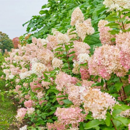 HORTENZIA METLINATÁ PHANTOM (Kvetináč 3 litre)