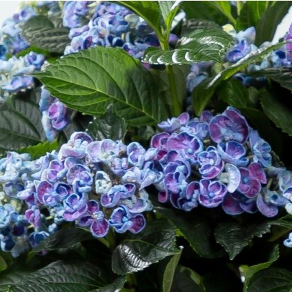 HORTENZIA KALINOLISTÁ CURLY WURLY BLUE (Kvetináč 3 litre)