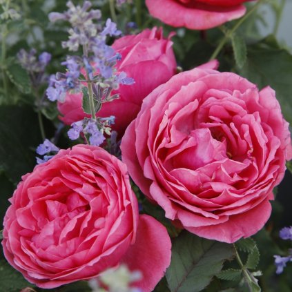 RUŽA GARTENPRINZESSIN MARIE JOSÉ NA KMIENKU