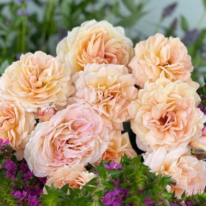 ROSA GROSSHERZOGIN LUISE DETAIL3