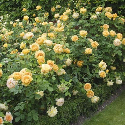 RUŽA GOLDEN CELEBRATION (Kvetináč 5 litrov)