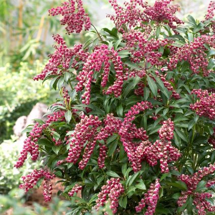 PIERIS JAPONSKÝ PASSION (Kvetináč 4,5 litrov)