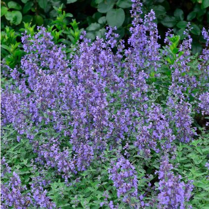 KOCÚRNIK ZÁHRADNÝ PERSIAN BLUE (Kvetináč 2 litre)