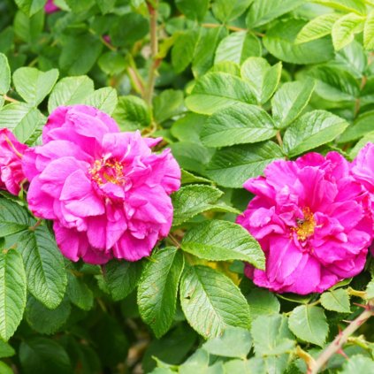 RUŽA TOTALLY SPICE (Kvetináč 5 litrov)