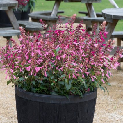 ŠALVIA SALMIA PINK (Kvetináč 2 litre)