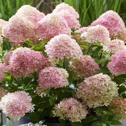 HORTENZIA METLINATÁ LITTLE LOVE (Kvetináč 5 litrov)