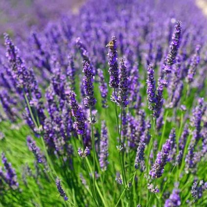 LEVANDUĽA LEKÁRSKA ESSENCE PURPLE (Kvetináč 5 litrov)