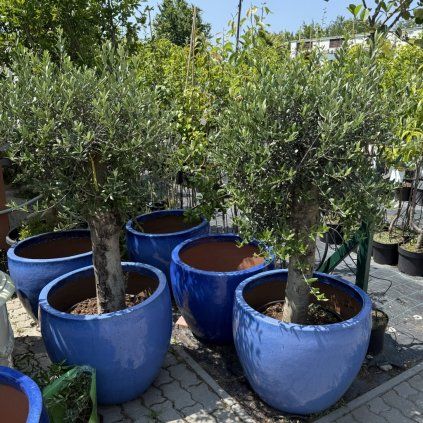 olivovnik lollypop 1