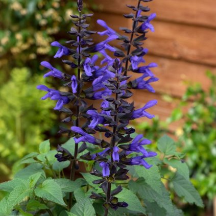 ŠALVIA SALGOON LAKE BLUEBERRY (Kvetináč 2 litre, Výška 30 cm)
