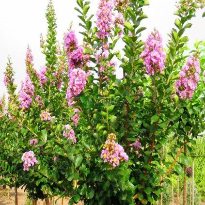 MYRTA KREPOVA SUPERVIOLACEA 1