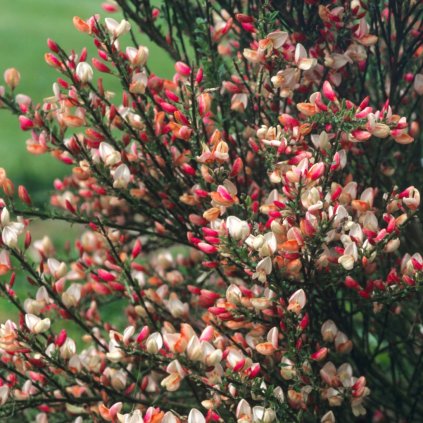 CYTISUS ZEELANDIA 1