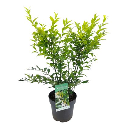 sarcococca comfusa real