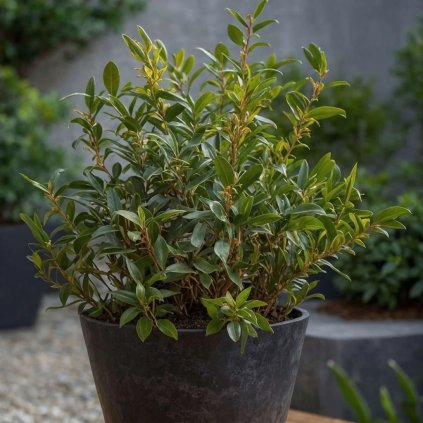 sarcococca comfusa cover
