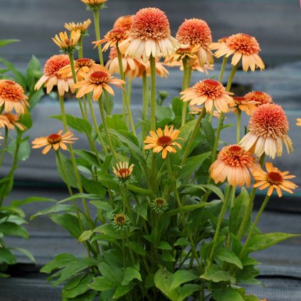 ECHINACEA SUPREME CANTALOUPE (Kvetináč 1,5 litra, Výška 30 cm)